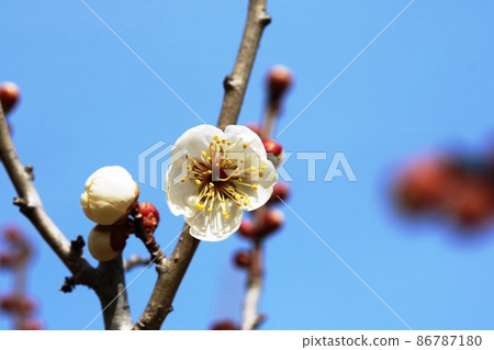 白梅(白梅)開始開花 白梅(白梅)開始開花 86787180