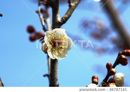 白梅(白梅)開始開花 白梅(白梅)開始開花 86787181