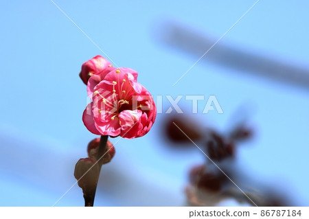 小梅(紅梅)開始開花 小梅(紅梅)開始開花 86787184