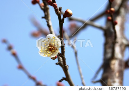 Hakubai (white plum) begins to bloom Hakubai (white plum) begins to bloom 86787390