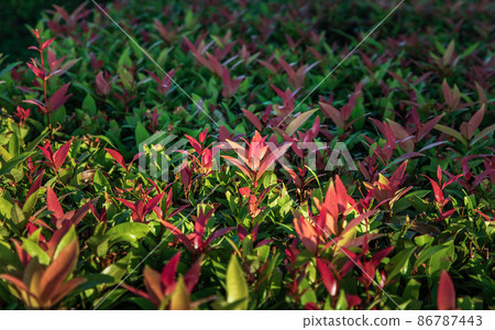 Red leaf photinia of Photinia glabra Robin. Flower's leaves are raised to receive soft sunlight in the morning Dense green leaves with red flowers. 86787443
