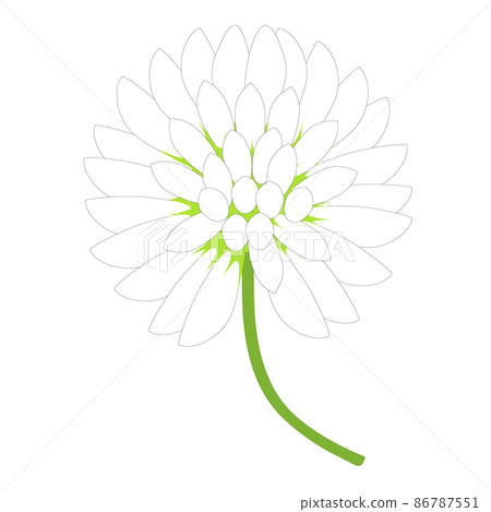 White flowers of clover. White clover flower. White flowers of clover. White clover flower. 86787551
