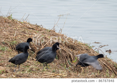 Flock of coots 86787848