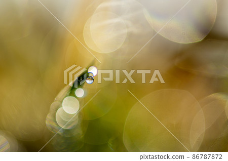 Morning dew on the shining grass Morning dew on the shining grass 86787872