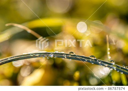 Morning dew on the grass 86787874