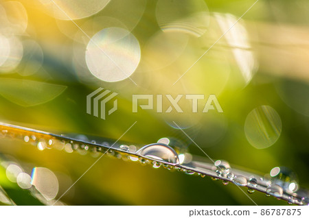 Large and small morning dew on the grass 86787875