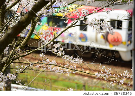Cherry blossoms and train Cherry blossoms and train 86788346