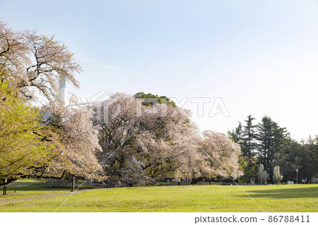 Cherry blossoms in Kashiwa Park Cherry blossoms in Kashiwa Park 86788411