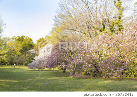 Cherry blossoms in Kashiwa Park Cherry blossoms in Kashiwa Park 86788412
