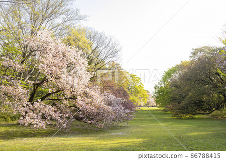 Cherry blossoms in Kashiwa Park 86788415