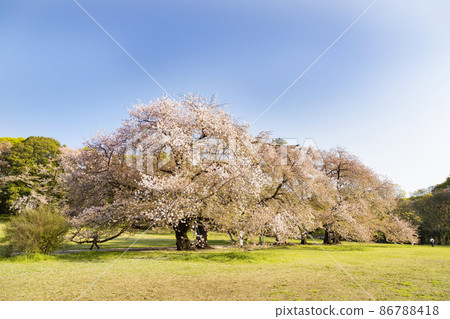 Cherry blossoms in Kashiwa Park 86788418