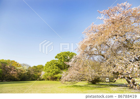 Cherry blossoms in Kashiwa Park 86788419