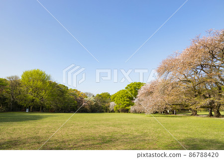 Cherry blossoms in Kashiwa Park 86788420