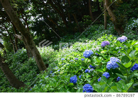 I went to Nihonmatsuji Temple # 75 I went to Nihonmatsuji Temple # 75 86789197