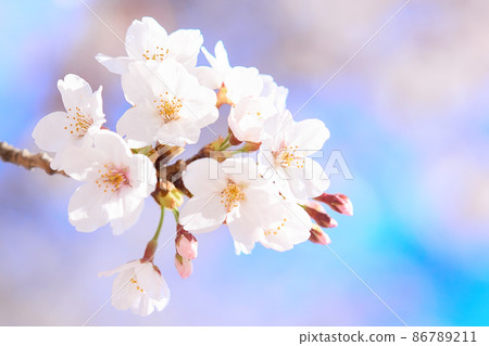 藍天和櫻花 86789211