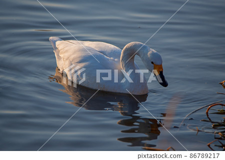 一隻苔原天鵝，歐佩河，天鵝著陸點，川島町 86789217