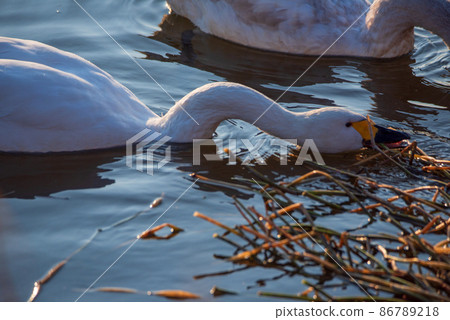 苔原天鵝親子餵歐佩河天鵝登陸場川島町 86789218