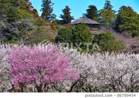 Ume Mito Kairakuen Park Ume Mito Kairakuen Park 86789454
