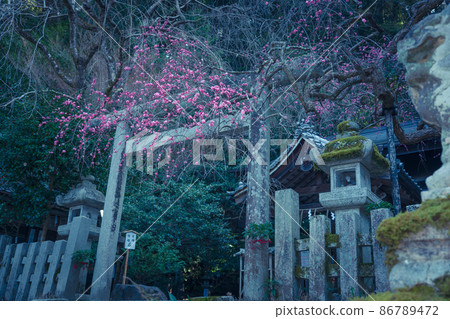 拍攝京都市左京區哲學路大豐神社的紅梅 拍攝京都市左京區哲學路大豐神社的紅梅 86789472
