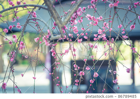 Photographing the red plums of Otoyo Shrine on the Philosophy Road in Sakyo Ward, Kyoto City 86789485