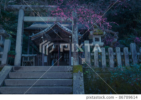 拍攝京都市左京區哲學路大豐神社的紅梅 拍攝京都市左京區哲學路大豐神社的紅梅 86789614