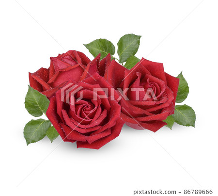 Red and Pink rose with water drops isolated on white background Red and Pink rose with water drops isolated on white background 86789666