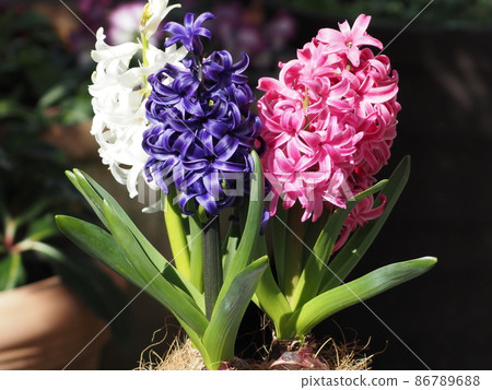 Garden flowers 3 colors hyacinth Garden flowers 3 colors hyacinth 86789688