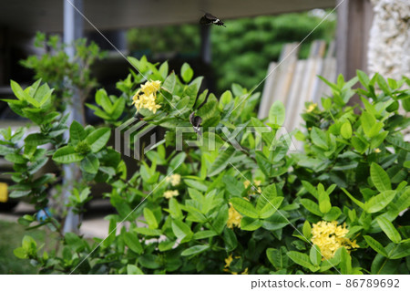 白牡蠣beesha飛行 86789692