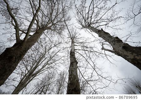 Dead tree in winter Dead tree in winter 86789695