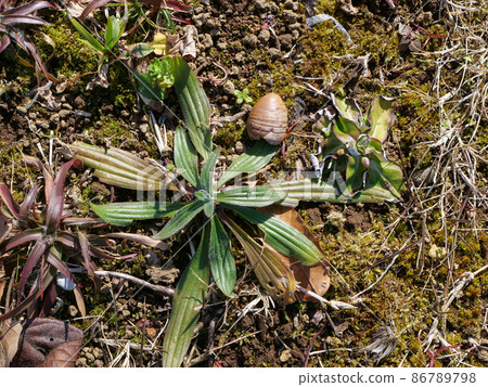 Ribwort plantain rosette 86789798