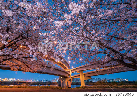Night view "Tokyo" Goshikizakura Bridge and Kohoku JCT spring scenery 86789849