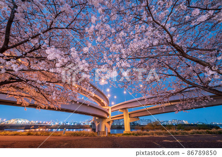 Night view "Tokyo" Goshikizakura Bridge and Kohoku JCT spring scenery Night view "Tokyo" Goshikizakura Bridge and Kohoku JCT spring scenery 86789850