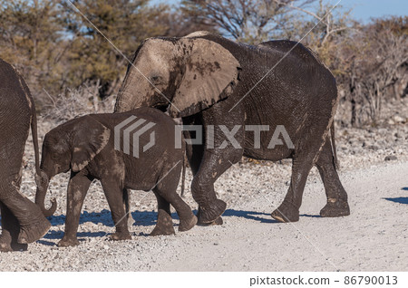African Elephants Passing by along a road African Elephants Passing by along a road 86790013