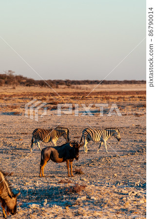 Zebras and wildebeest at sunset Zebras and wildebeest at sunset 86790014