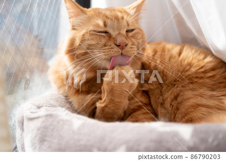 美容貓 茶虎斑貓 86790203
