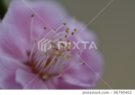 Macro shooting of plum blossoms at Nagaoka Tenmangu Shrine 86790402
