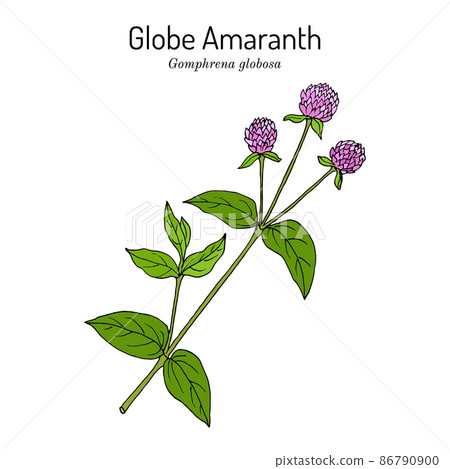 Globe amaranth, or makhmali Gomphrena globosa , edible and medicinal plant 86790900