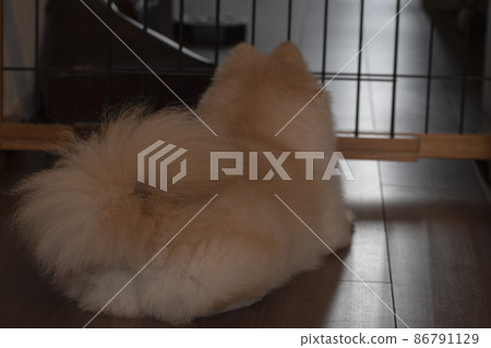 A pet dog on an answering machine waiting for the owner to return 86791129