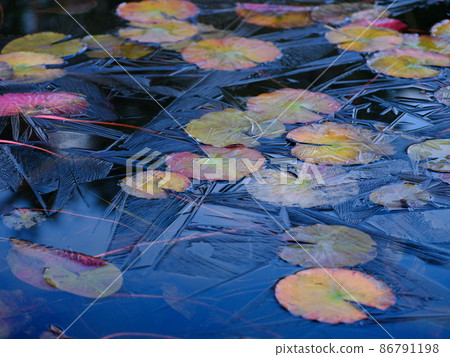 Thin ice on the pond of Kurozo Marsh 86791198