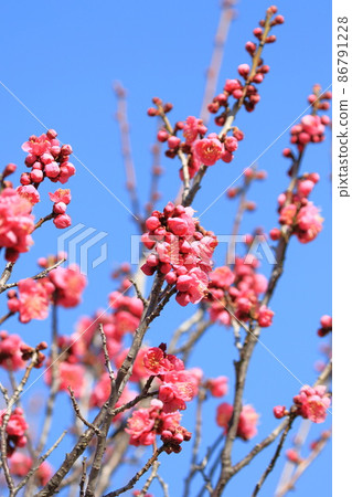 Blue sky and plum blossoms in full bloom (large sake cup) 86791228