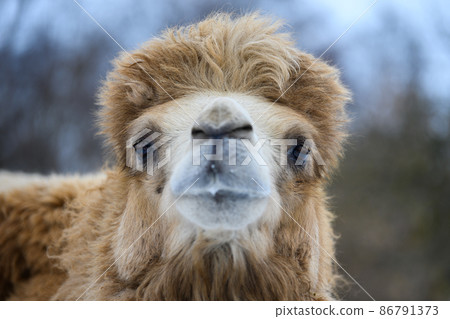 Close Head of a camel. Focusing on the eye Close Head of a camel. Focusing on the eye 86791373