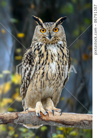 Owl sit in a tree and looking on the the camera on forest Owl sit in a tree and looking on the the camera on forest 86791387