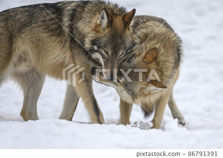 Two Gray wolf in the winter forest. Wolf in the nature habitat Two Gray wolf in the winter forest. Wolf in the nature habitat 86791391