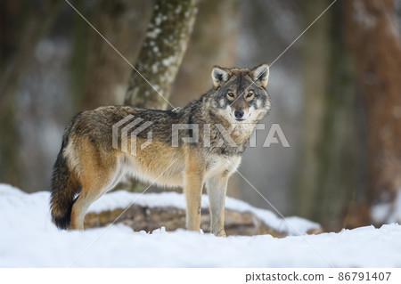 Gray wolf in the winter forest. Wolf in the nature habitat Gray wolf in the winter forest. Wolf in the nature habitat 86791407