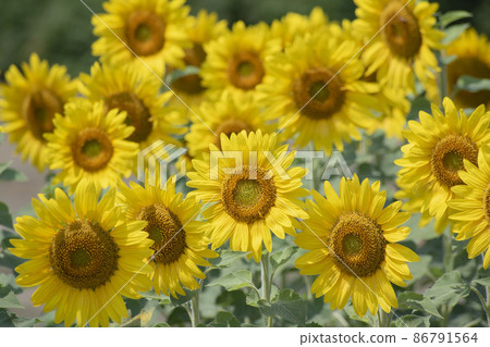 Many sunflowers growing in vast fields Many sunflowers growing in vast fields 86791564