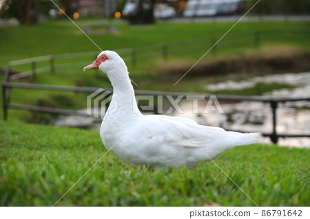 Kannon duck on Kohama Island nestled with dignity 86791642
