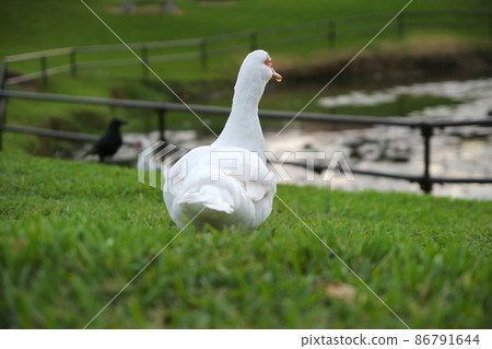 Kohama Island Kannon Duck 86791644