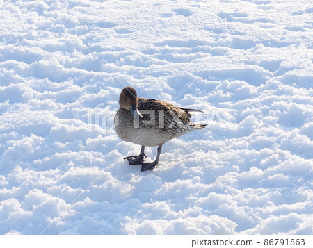 冬鳥候鳥鴨 86791863