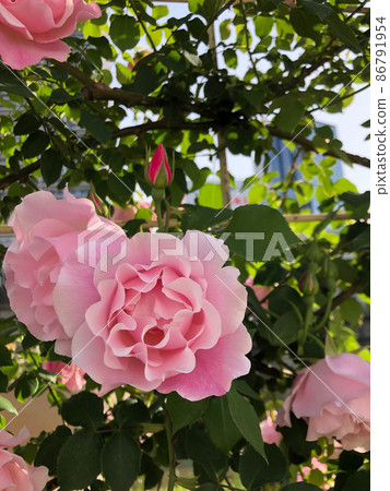 Pretty roses Pretty roses 86791954