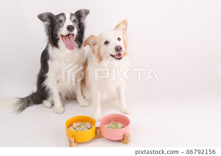 Handmade risotto Two border collies waiting for a signal after oswari in front of rice 86792156